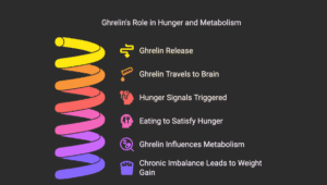 Ghrelin: The Hunger Hormone Explained