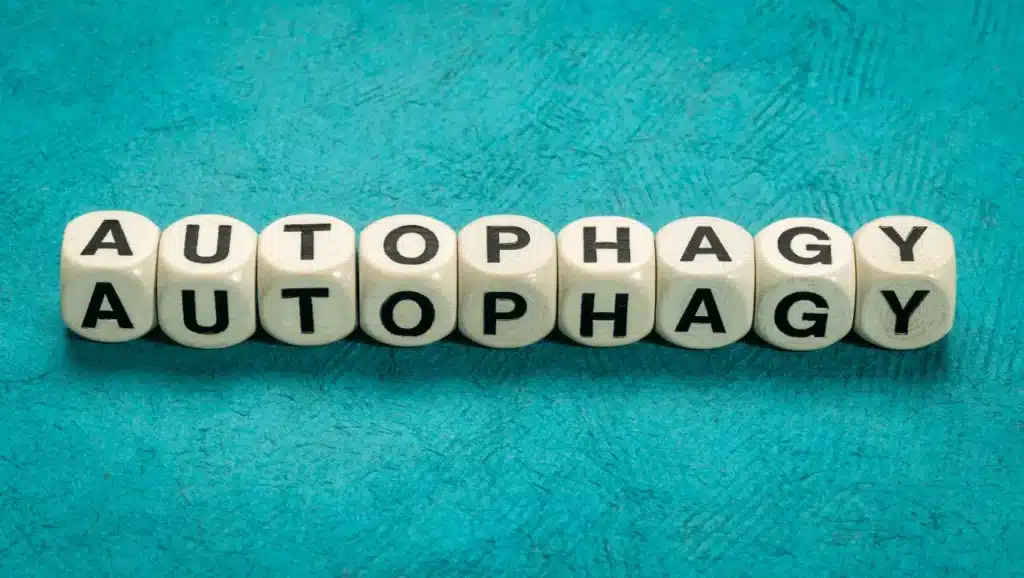 supplements for autophagy including berberine spermidine and resveratrol bottles on table