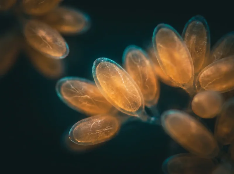 Macro photograph of glowing mitochondria representing cellular energy produced by zone 2 exercise